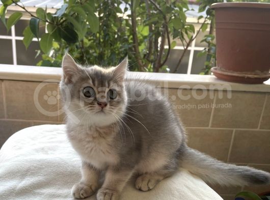 Golden British Shorthair Ny12, Ay25 görsel