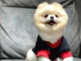 Dişi Pomeranian Boo