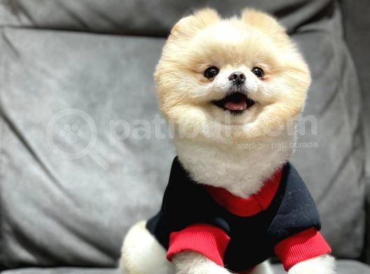 Dişi Pomeranian Boo
