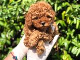 Toy Poodle Yavrular