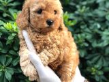 Toy Poodle Yavrular