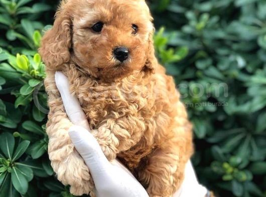 Toy Poodle Yavrular görsel