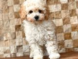 Toy Poodle Yavrular