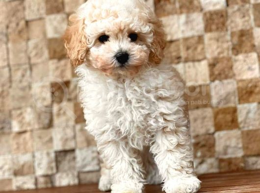 Toy Poodle Yavrular görsel