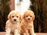 Toy Poodle Yavrular