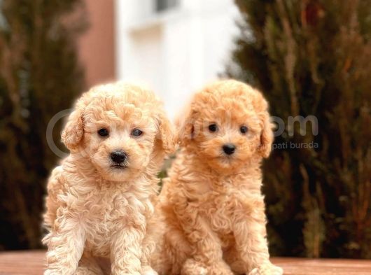 Toy Poodle Yavrular görsel