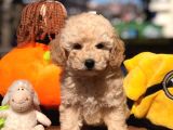 Toy Poodle Yavrular
