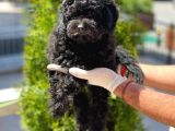 Toy Poodle Yavrular