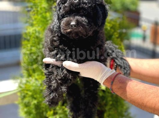 Toy Poodle Yavrular görsel