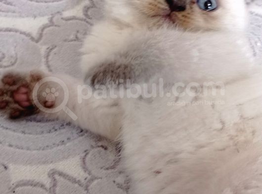 Kırık Kulak Beyaz Yavrular görsel