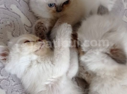 Kırık Kulak Beyaz Yavrular görsel