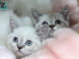 Dişi Erkek Brittish Shorthair Lynx Point Yavrular