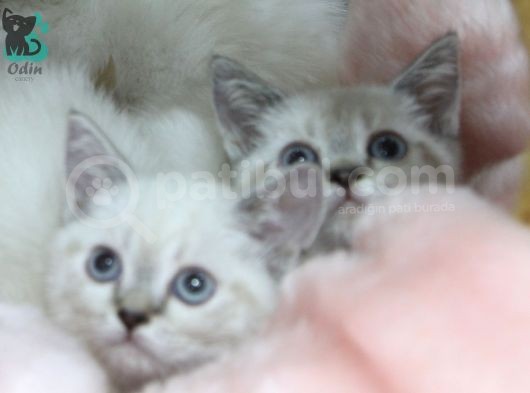 Dişi Erkek Brittish Shorthair Lynx Point Yavrular görsel