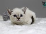 Dişi Erkek Brittish Shorthair Lynx Point Yavrular