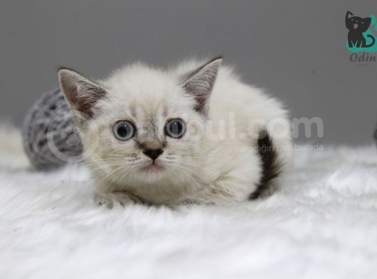 Dişi Erkek Brittish Shorthair Lynx Point Yavrular görsel