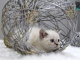 Dişi Erkek Brittish Shorthair Lynx Point Yavrular