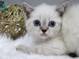 Dişi Erkek Brittish Shorthair Lynx Point Yavrular