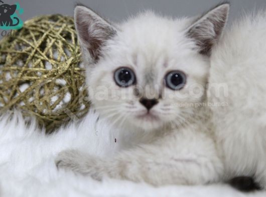 Dişi Erkek Brittish Shorthair Lynx Point Yavrular görsel