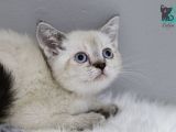 Dişi Erkek Brittish Shorthair Lynx Point Yavrular