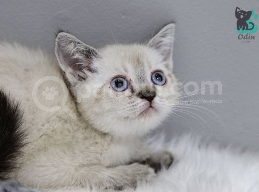 Dişi Erkek Brittish Shorthair Lynx Point Yavrular