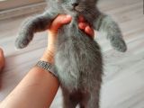 Safkan British Shorthair Yavru