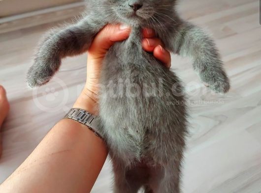 Safkan British Shorthair Yavru
