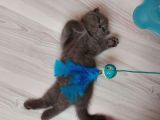 Safkan British Shorthair Yavru