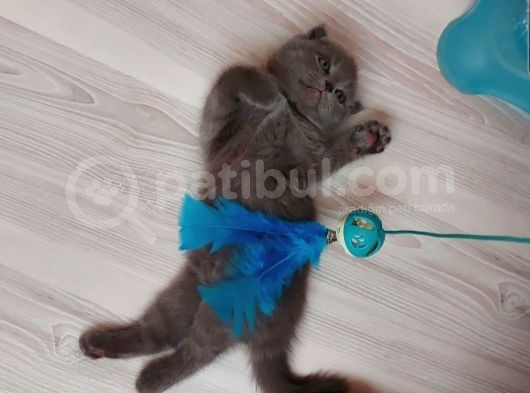 Safkan British Shorthair Yavru görsel