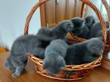 Safkan British Shorthair Yavru