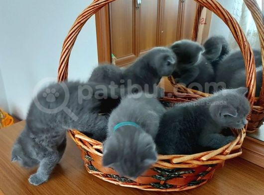 Safkan British Shorthair Yavru görsel