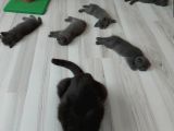Safkan British Shorthair Yavru