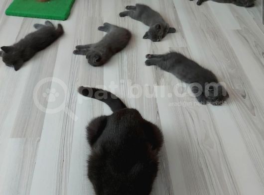 Safkan British Shorthair Yavru görsel