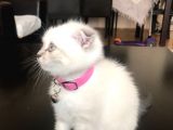 Scottish Fold Yavrular Beyaz Mavi Gözlü