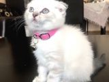 Scottish Fold Yavrular Beyaz Mavi Gözlü