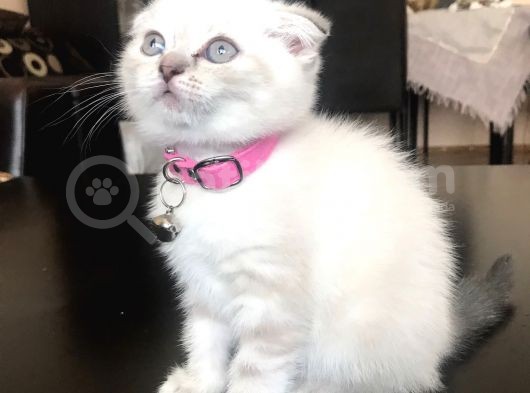Scottish Fold Yavrular Beyaz Mavi Gözlü görsel