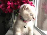 Scottish Fold Yavrular Beyaz Mavi Gözlü