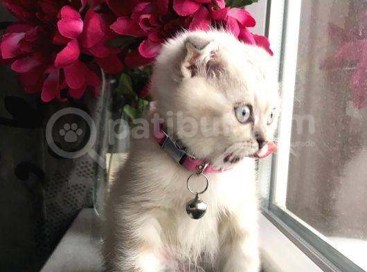Scottish Fold Yavrular Beyaz Mavi Gözlü