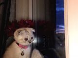 Scottish Fold Yavrular Beyaz Mavi Gözlü
