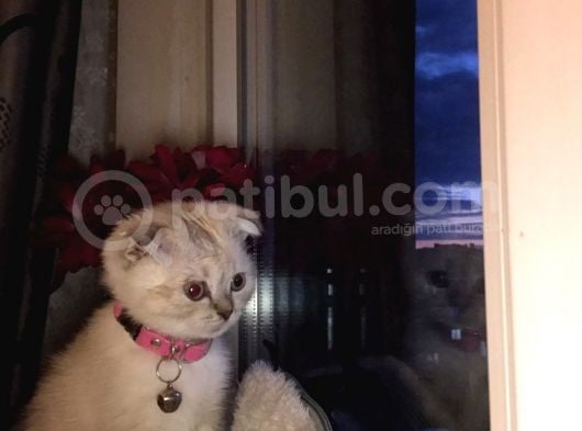 Scottish Fold Yavrular Beyaz Mavi Gözlü görsel