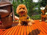Orijinal Renk Safkan Brown Toy Poodle Oğlumuz Badem