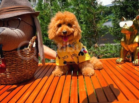 Orijinal Renk Safkan Brown Toy Poodle Oğlumuz Badem görsel