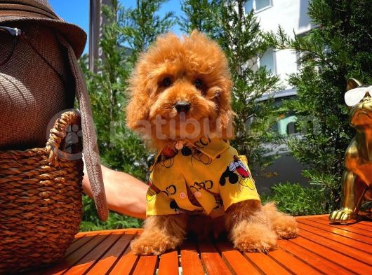 Orijinal Renk Safkan Brown Toy Poodle Oğlumuz Badem görsel