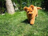Orijinal Renk Safkan Brown Toy Poodle Oğlumuz Badem