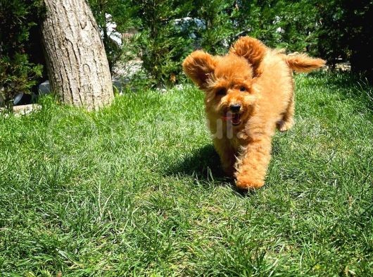 Orijinal Renk Safkan Brown Toy Poodle Oğlumuz Badem görsel