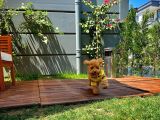 Orijinal Renk Safkan Brown Toy Poodle Oğlumuz Badem