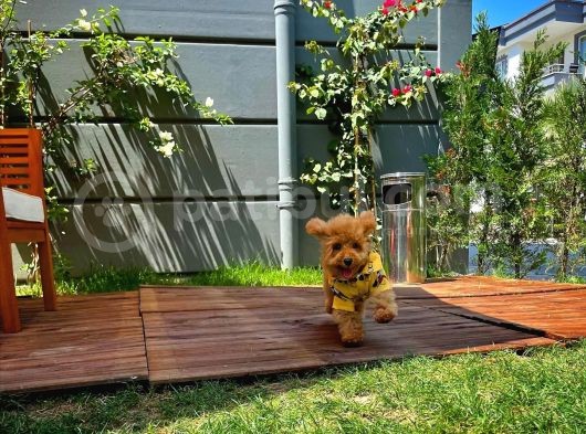 Orijinal Renk Safkan Brown Toy Poodle Oğlumuz Badem görsel