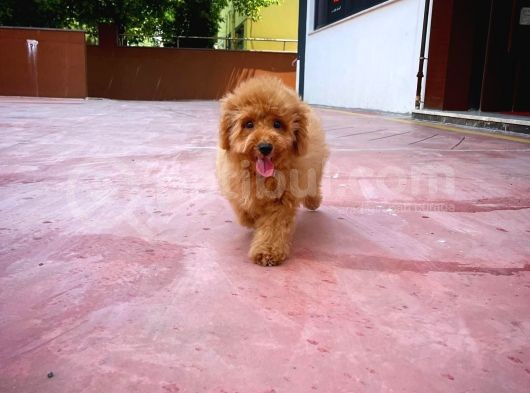 Orijinal Renk Safkan Brown Toy Poodle Oğlumuz Badem görsel