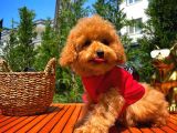 Orijinal Renk Safkan Red Brown Toy Poodle Kızımız Krema