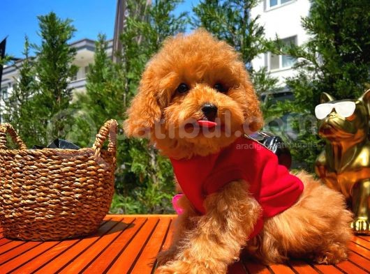 Orijinal Renk Safkan Red Brown Toy Poodle Kızımız Krema