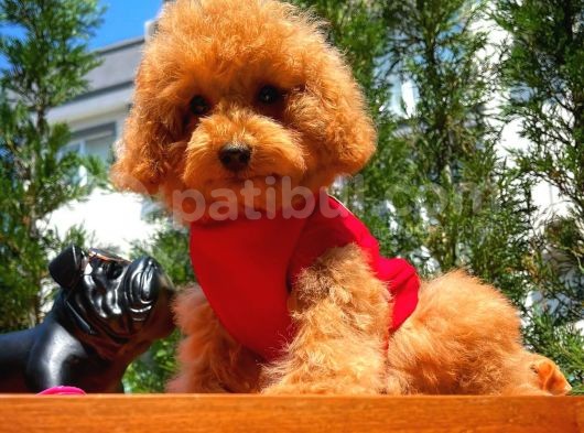 Orijinal Renk Safkan Red Brown Toy Poodle Kızımız Krema görsel